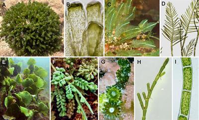 Diversity of Sulfated Polysaccharides From Cell Walls of Coenocytic Green Algae and Their Structural Relationships in View of Green Algal Evolution